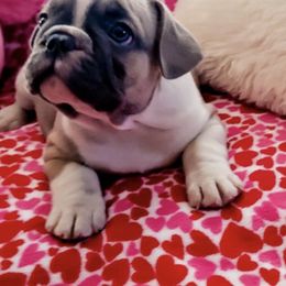 French Bulldogs from Precious Paw's