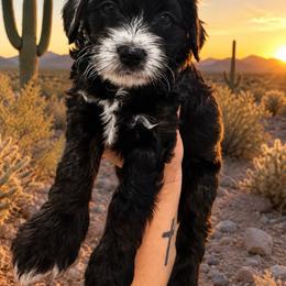 Glory Jean - Black and white female Aussiedoodle puppy in Arizona from Coats of Many Colors LLC