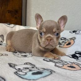 Selene - Tricolors female French Bulldog puppy in Colorado Springs, Colorado from Sun Mountain Frenchies