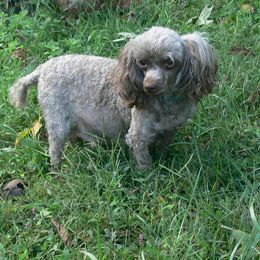 Gemma - Poodle