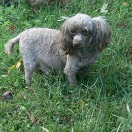 Gemma - Poodle
