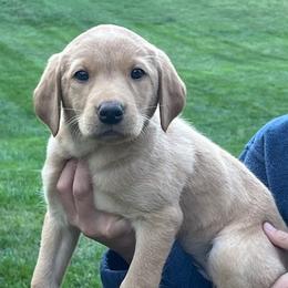 Purple collar female - Yellow female Labrador Retriever puppy in Stokesdale, North Carolina from Belews Creek Gundogs