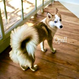 Opa - Pomsky