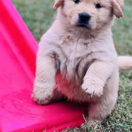 Golden Retriever and Pug Puppies from Copperfield’s Goldens