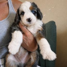 Slate - Merle male Bernedoodle puppy in Churchill County Fallon, Nevada from Card Family Ranch