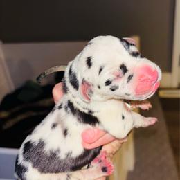 Dottie - Harlequin female Great Dane puppy in Ash Grove, Missouri from Dashing Danes