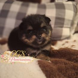 Maia - Black and tan female Pomeranian puppy in Oologah, Oklahoma from GG's Pomeranians