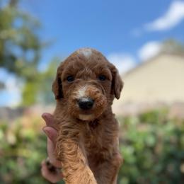 Mufasa - Red  male Goldendoodle puppy in Jacksonville, Florida from Dandelion Doodles