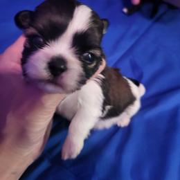 Max - Liver and white male Shih Tzu puppy in Willard, Utah from Shih-tzu Queen
