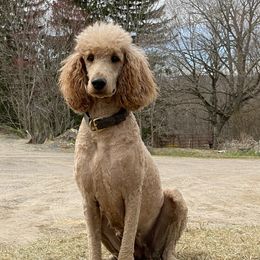 Candy - Poodle