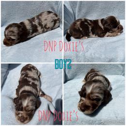 Boy2 - Dapple male Dachshund puppy in Rushsylvania, Ohio from DNP Doxies