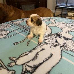Rayne - Red sable female Havanese puppy in Hudson, New York from Havanese of Claverack and Hudson Valley Labradors