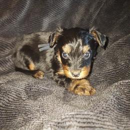 ATLAS - Black and tan male Yorkipoo puppy in Palmdale, California from J Designer Puppies