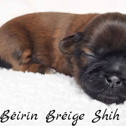 AKC Solid Red Male - Red male Shih Tzu puppy in Middle Grove, New York from Beirin Breige Shih Tzus