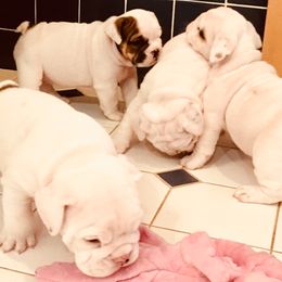 English Bulldog Puppies from Spice O’ Life Bulldogs