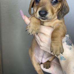 Dachshund Puppies from Monterey bay dachshund kennel