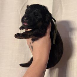 Gisela - Bi-color female German Shepherd puppy in Beryl, Utah from Von Den Mächtigen Kennels