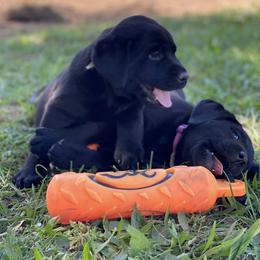 Labrador Retriever Puppies from Willow Kane Farm