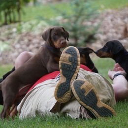 Doberman Pinscher Puppies from Laurel Vail