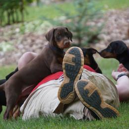 Doberman Pinscher Puppies from Laurel Vail
