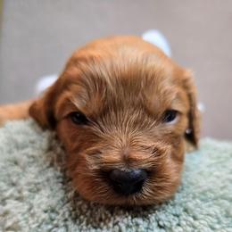 Ares - Red male Cavapoo puppy in Roseville, California from Heavenly Goldendoodles