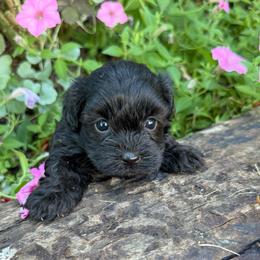 Beauty - Black female Maltipoo puppy in Oakland, Kentucky from Imperial Dogs