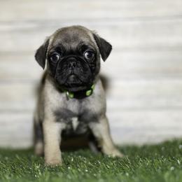 Moose (green) - Fawn male Pug puppy in Hereford, Arizona from Broken Road Ranch Pugs