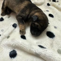 Freedom Belle - Sable female German Shepherd puppy in Winters, California from Vom Haefner German Shepherds