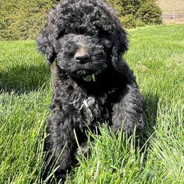 Oliver Black Boy 2 - Black Pyredoodle puppy in Prescott, Washington from Washington Bernedoodles & Pyredoodles