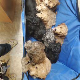 Aussiedoodle Puppies from Color Country Doodles
