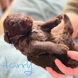 Double Doodle and Labradoodle Puppies from Magnolia & Finn Doodles