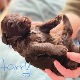 Double Doodle and Labradoodle Puppies from Magnolia & Finn Doodles