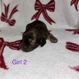 Girl 2 - Cream female Dachshund puppy in Randolph, Mississippi from Barnes Family Kennel