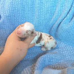 Girl 2 - Red merle female Australian Shepherd puppy in Sultan, Washington from Van Huitt Australian Shepherds