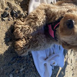 Goldendoodle Puppies from Teddy Bear Goldendoodles
