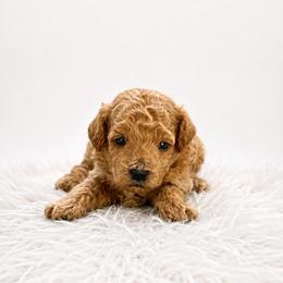 Butters - Apricot male Maltipoo puppy in St. George, Utah from Winchester Hills Poodles and Doodles