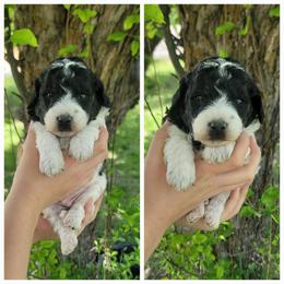 Boy 2 - Parti male Goldendoodle puppy in Plymouth, Utah from Country Sunshine