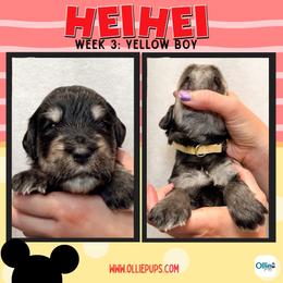 Hei Hey (Yellow) - male Golden Mountain Doodle puppy in Boiling Springs, South Carolina from OlliePups, LLC