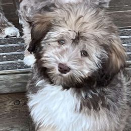 Companion Crosses and Havanese from With Love Breeding Co.