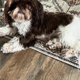 Gia - Shih Tzu