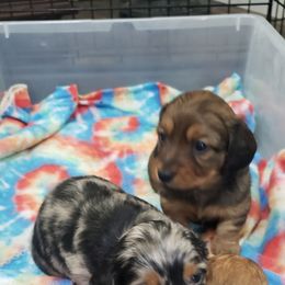 Dachshund puppies from Lindsays long haired doxies