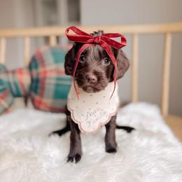French Hen - 12 Days of Christmas - Chocolate female Goldendoodle puppy in Syracuse, Indiana from The Doodle Cove