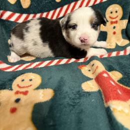 Blue Merle Male 1 - Blue merle male Miniature Australian Shepherd puppy in Washington, Indiana from Southern Indiana Mini Aussies