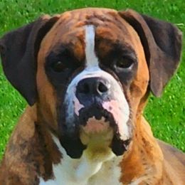 Poppy - Boxer