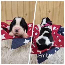 Ember - Black and white female English Springer Spaniel puppy in Freeland, Michigan from McNally's Springer Spaniels