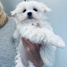 Girl 1 - female Maltese puppy in Phoenix, Arizona from Bella Dolce Maltese