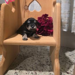 Cami - Salt and pepper female Miniature Schnauzer puppy in Charleston, South Carolina from The Miniature Life