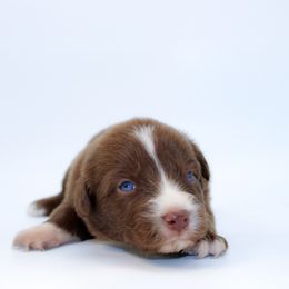 Ember - Red & white female Miniature Australian Shepherd puppy in Foxworth, Mississippi from Ten Mile Aussies