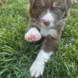 Australian Shepherd Puppies from Sadie Blue's Willamette Valley Aussies