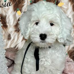 Girl 4 - Chalk female Australian Labradoodle puppy in Kentucky from Bluegrass Country Labradoodles